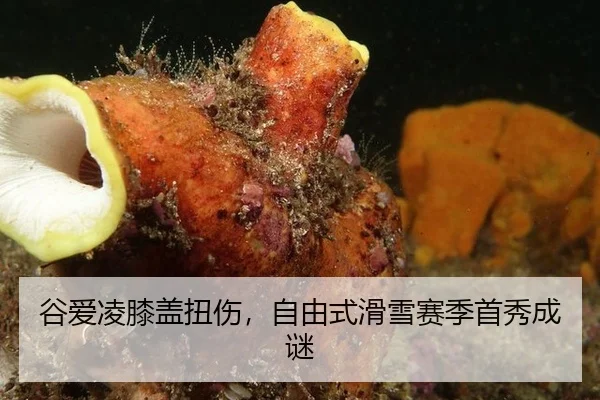 谷爱凌膝盖扭伤，自由式滑雪赛季首秀成谜