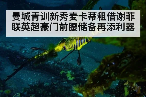 曼城青训新秀麦卡蒂租借谢菲联英超豪门前腰储备再添利器